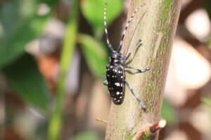 カミキリムシの成虫。